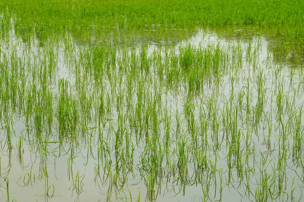 Feuchtgebiet Für Reisfelder — Stockfoto