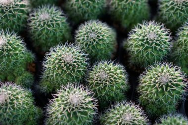 Tencere, çiftlik, Bahçe yeşil kaktüs bitkileri
