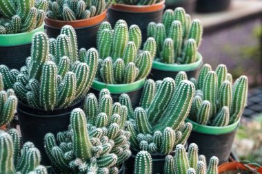 Tencere, çiftlik, Bahçe yeşil kaktüs bitkileri