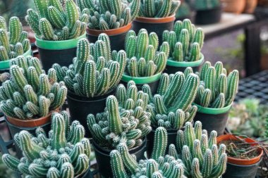Tencere, çiftlik, Bahçe yeşil kaktüs bitkileri