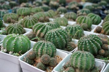 Tencere, çiftlik, Bahçe yeşil kaktüs bitkileri