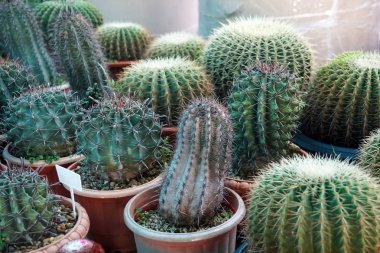 Tencere, çiftlik, Bahçe yeşil kaktüs bitkileri