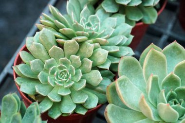 Tencere, çiftlik, Bahçe yeşil kaktüs bitkileri