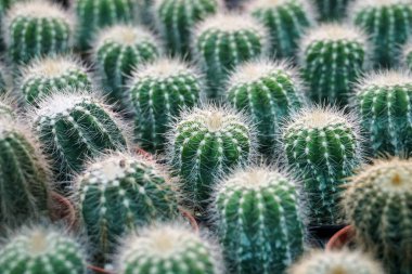 Tencere, çiftlik, Bahçe yeşil kaktüs bitkileri