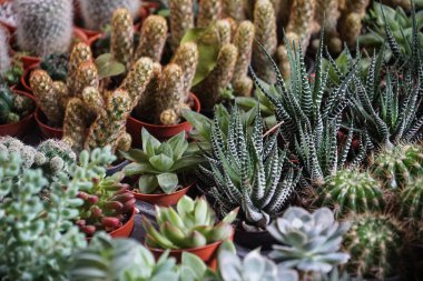 Tencere, çiftlik, Bahçe yeşil kaktüs bitkileri