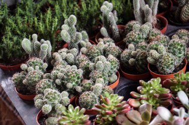 Tencere, çiftlik, Bahçe yeşil kaktüs bitkileri