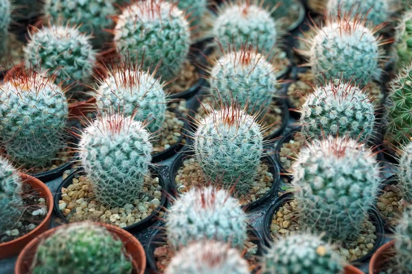 Green Cactus Plants Pots Farm Garden — Stock Photo, Image