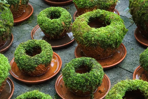 鍋に緑色植物のクローズ アップ — ストック写真