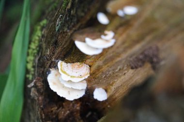 ormanda ormandaki yabani beyaz mantar