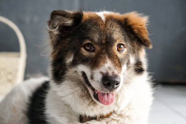 Yemek için Tayland dostu bangkaew köpek doğurmak bekleyin