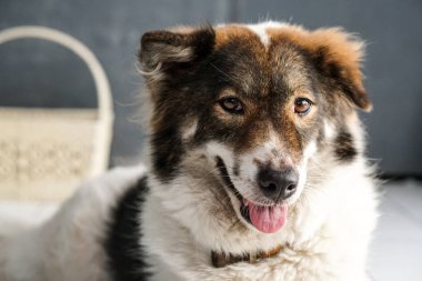 Yemek için Tayland dostu bangkaew köpek doğurmak bekleyin