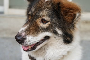 Yemek için Tayland dostu bangkaew köpek doğurmak bekleyin