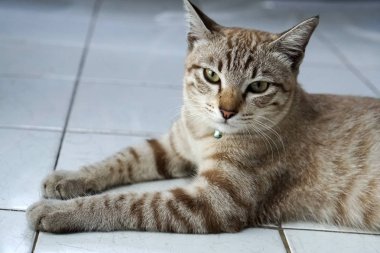 kameraya bakarak yerde döşeme yavru kedi