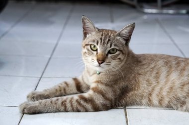 kameraya bakarak yerde döşeme yavru kedi