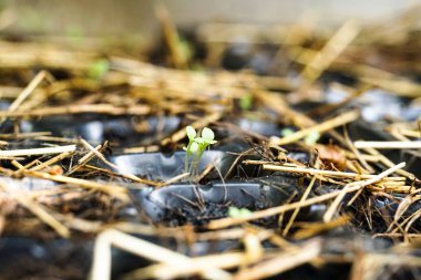 Plastik kutu tencere sebze bitki tohum büyüyen