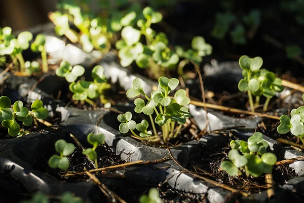 Cultivo Sementes Plantas Vegetais Vasos Caixa Plástico — Fotografia de Stock