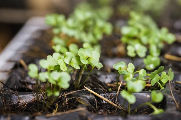 Growing Vegetable Plant Seed Plastic Box Pots — Stock Photo, Image