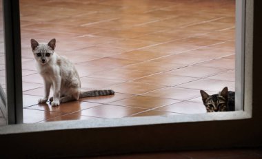 bir tapınak Tayland sokak sevimli kedi yavrusu