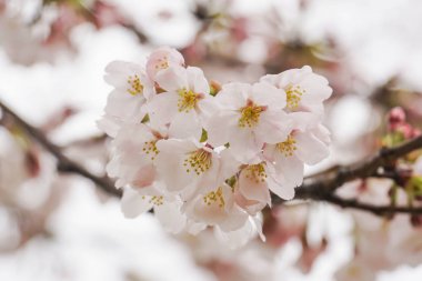 yakın sakura çiçek japonya