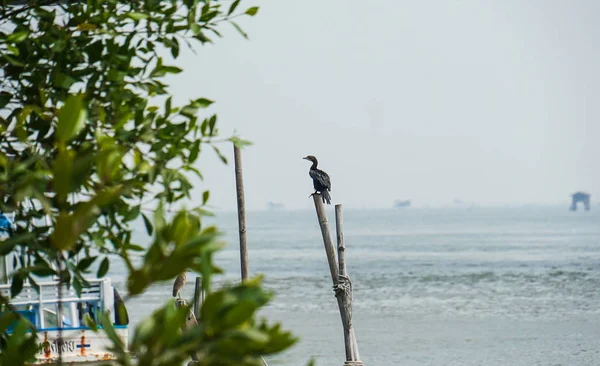 Černý Kormorant Vodní Pták — Stock fotografie