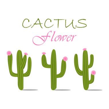 Çiçekler kaktüsler