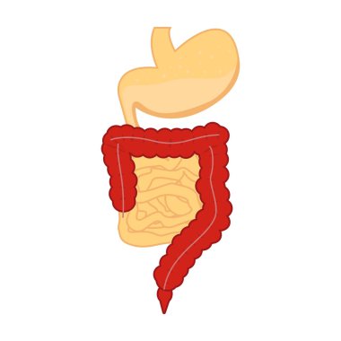 İnsan sindirim sistemi. Sindirim sistemi. Mide ve bağırsak vektör