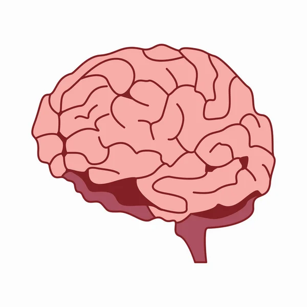 Illustration médicalement précise du vecteur de conception cérébrale — Image vectorielle