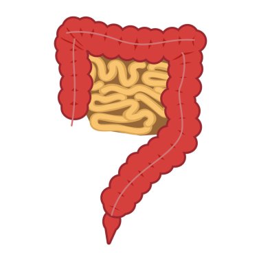 İnsan sindirim sistemi bağırsaklarında vektör Illustration. Büyük ve küçük