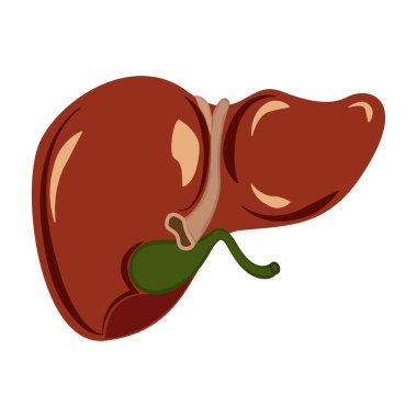 İnsan karaciğer. Beyaz arka plan üzerinde organ simge tasarlamak vektör