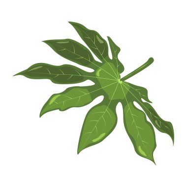 Sarılıcı. Tropikal yaprak. Kozmetik, spa, güzellik bakım ürünleri için botanik öğesi