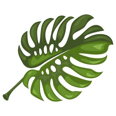 Monstera. Tropikal yaprak. Kozmetik, spa, güzellik bakım ürünleri için botanik öğesi