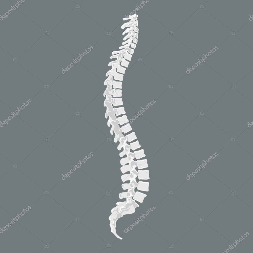 Human ridge. Spine symbol scoliosis vector design icon