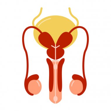 Erkek üreme sistemi anatomik tasarım vektör illüstrasyon