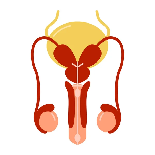 Sistema riproduttivo maschile disegno anatomico vettoriale illustrazione — Vettoriale Stock