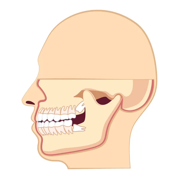 Głowa ludzka z zębami. Szczęki i ząb mądrości wewnątrz — Wektor stockowy