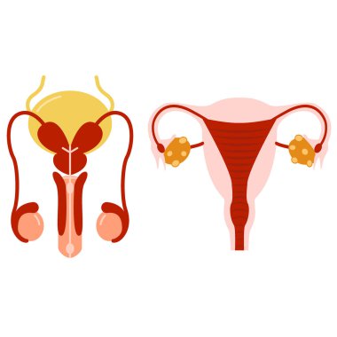 Erkek ve kadın seti üreme sistemi anatomik