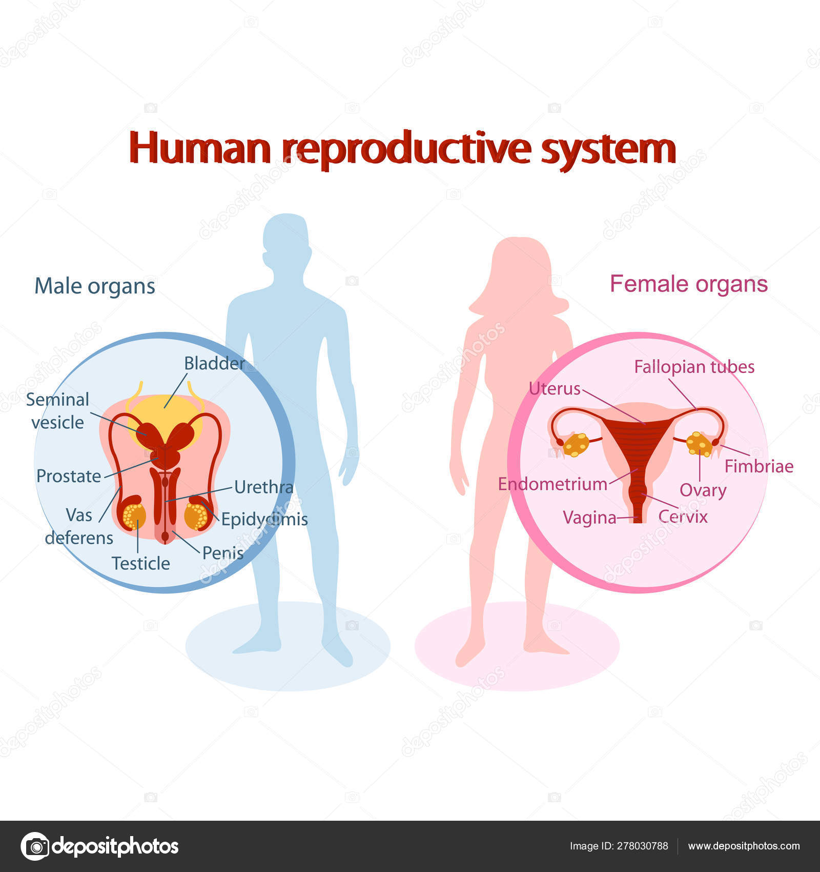 Anatomical Diagram Of Male Reproductive System Diagrams Of Male