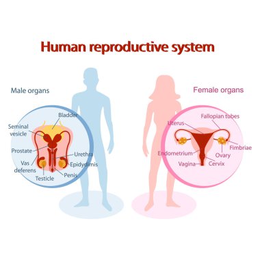 Human reproductive system anatomical. Genitals of man and woman design clipart
