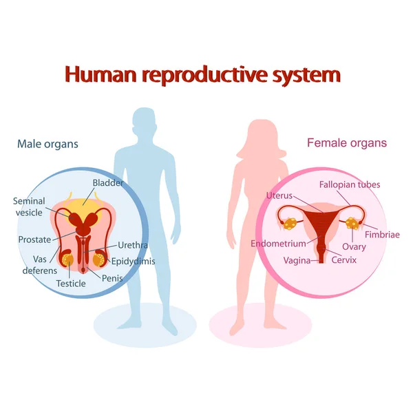 Sistema reproductivo humano anatómico. Genitales del diseño del hombre y la mujer — Vector de stock