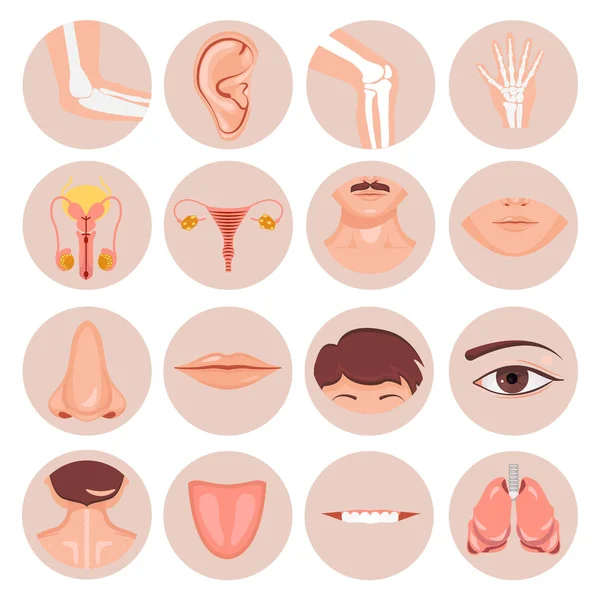 Nariz humana, oreja, boca pelo y ojo cuello espalda lengua diente thoart clavícula labios barbas rodilla codo muñeca daño macho hembra reproductiva anatómica conjunto, vector — Vector de stock