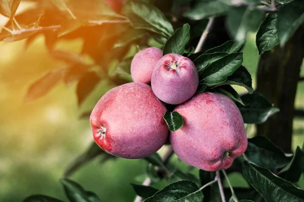 Bellissimi Giardini Mele Con Meraviglioso Raccolto — Foto Stock