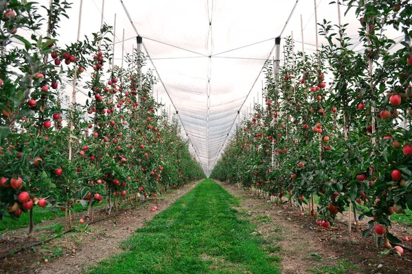 Bellissimi Giardini Mele Con Meraviglioso Raccolto — Foto Stock