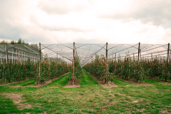 Muy Hermosos Huertos Manzanas Con Una Cosecha Maravillosa — Foto de Stock