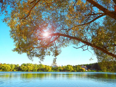Göl, sonbahar manzara, sunshine bir ağaç dallarında görünümü