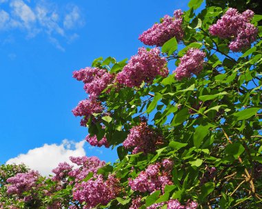 Bahar dalları çiçek leylak çiçekler ile