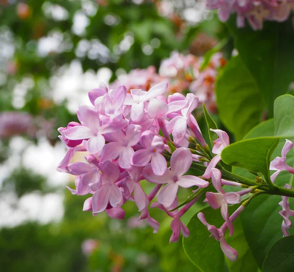 Narin pembe beyaz leylak yaprakları. Güzel leylak bush. Mor pembe arka plan