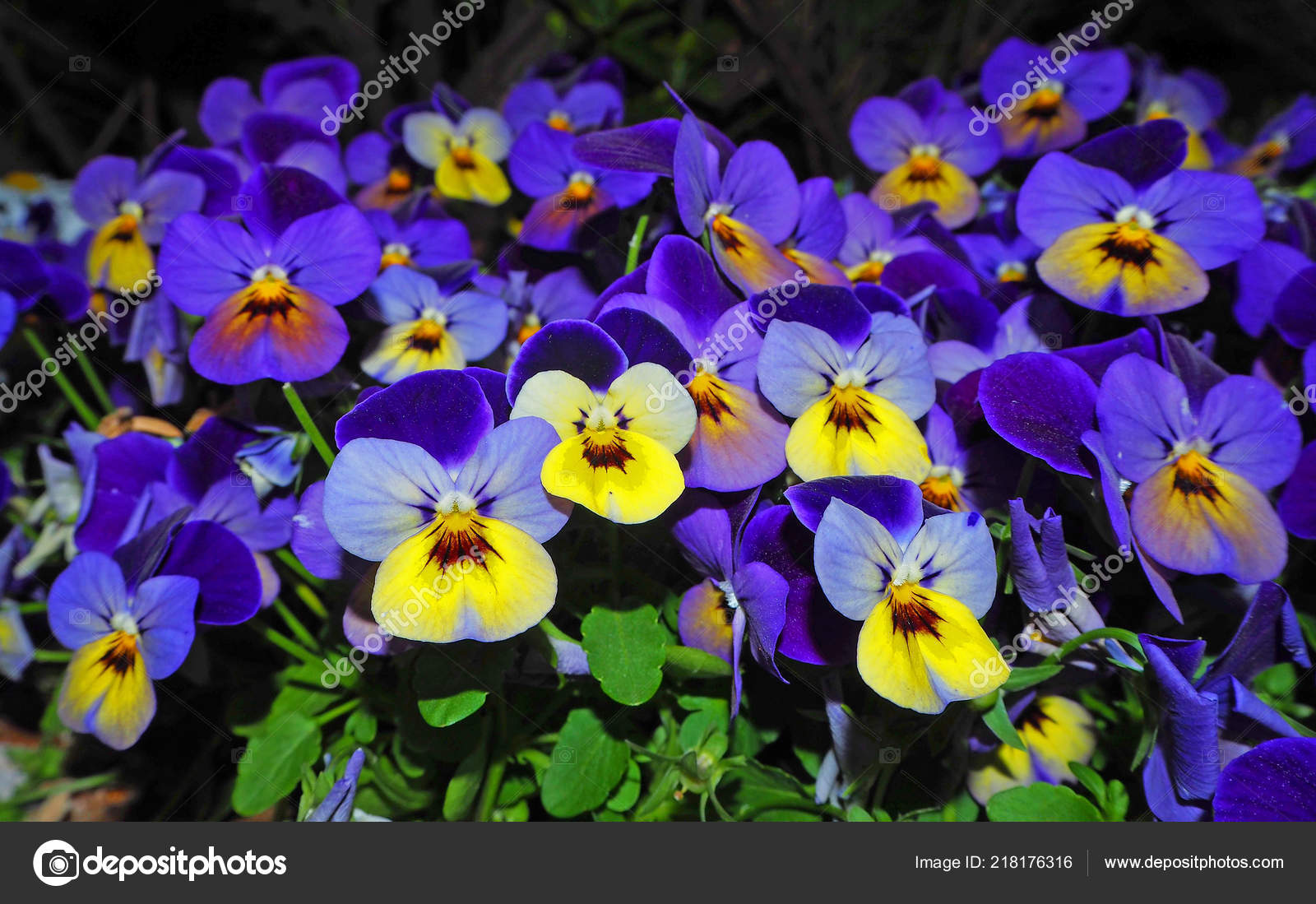 Pansy Flowers Vivid Yellow Blue Spring Colors Lush Green Background Stock Photo C Elens196 218176316