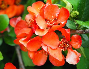Güzel kırmızı çiçekler çalı Chaenomeles Japonica, yakın çekim.