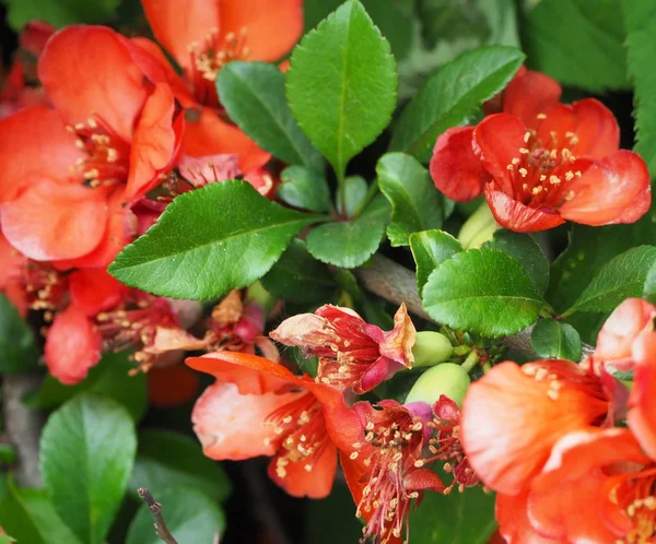 Güzel kırmızı çiçekler çalı Chaenomeles Japonica, yakın çekim.