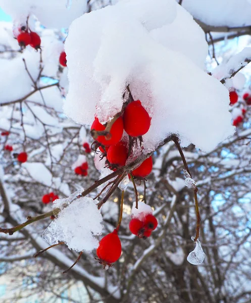 Ягоды Боярышника Ветвях Зимнего Дерева Покрытые Снегом Льдом Закрыть — стоковое фото